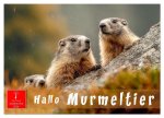 Hallo Murmeltier (Tischkalender 2026 DIN A5 quer), CALVENDO Monatskalender