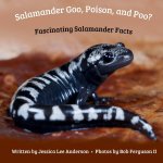 Salamander Goo, Poison, and Poo? Fascinating Salamander Facts