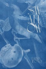 Swallow