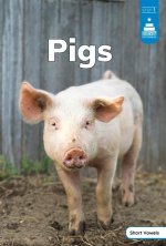 Pigs