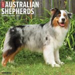 Australian Shepherds 2026 12 X 12 Wall Calendar