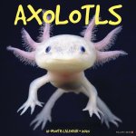 Axolotls 2026 12 X 12 Wall Calendar