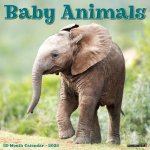 Baby Animals 2026 12 X 12 Wall Calendar