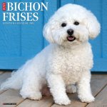 Bichon Frises 2026 12 X 12 Wall Calendar
