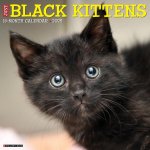 Black Kittens 2026 12 X 12 Wall Calendar