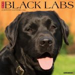 Black Labs 2026 12 X 12 Wall Calendar
