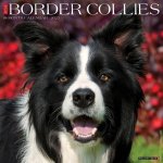 Border Collies 2026 12 X 12 Wall Calendar