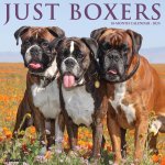 Boxers 2026 12 X 12 Wall Calendar