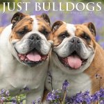 Bulldogs 2026 12 X 12 Wall Calendar