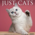 Cats 2026 12 X 12 Wall Calendar