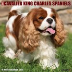 Cavalier King Charles Spaniels 2026 12 X 12 Wall Calendar