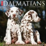 Dalmatians 2026 12 X 12 Wall Calendar