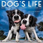 Dog's Life 2026 12 X 12 Wall Calendar
