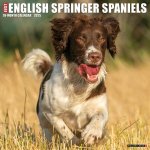 English Springer Spaniels 2026 12 X 12 Wall Calendar