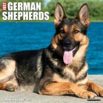 German Shepherds 2026 12 X 12 Wall Calendar