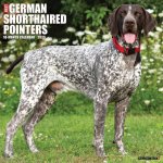 German Shorthaired Pointers 2026 12 X 12 Wall Calendar