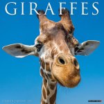 Giraffes 2026 12 X 12 Wall Calendar