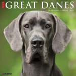 Great Danes 2026 12 X 12 Wall Calendar