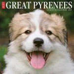 Great Pyrenees 2026 12 X 12 Wall Calendar