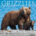 Grizzlies 2026 12 X 12 Wall Calendar
