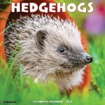 Hedgehogs 2026 12 X 12 Wall Calendar