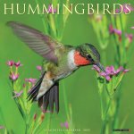 Hummingbirds 2026 12 X 12 Wall Calendar