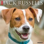 Jack Russells 2026 12 X 12 Wall Calendar