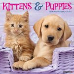 Kittens & Puppies 2026 12 X 12 Wall Calendar