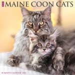 Maine Coon Cats 2026 12 X 12 Wall Calendar