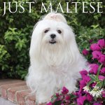 Maltese 2026 12 X 12 Wall Calendar