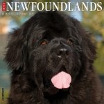 Newfoundlands 2026 12 X 12 Wall Calendar