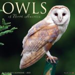 Owls 2026 12 X 12 Wall Calendar