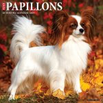 Papillons 2026 12 X 12 Wall Calendar