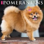 Pomeranians 2026 12 X 12 Wall Calendar