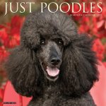 Poodles 2026 12 X 12 Wall Calendar