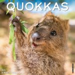 Quokkas 2026 12 X 12 Wall Calendar