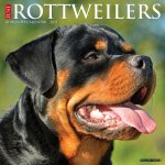 Rottweilers 2026 12 X 12 Wall Calendar