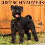 Schnauzers 2026 12 X 12 Wall Calendar