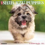 Shih Tzu Puppies 2026 12 X 12 Wall Calendar