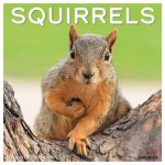 Squirrels 2026 12 X 12 Wall Calendar