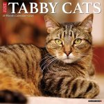 Tabby Cats 2026 12 X 12 Wall Calendar