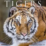 Tigers 2026 12 X 12 Wall Calendar