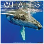 Whales 2026 12 X 12 Wall Calendar