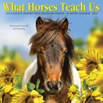What Horses Teach Us 2026 12 X 12 Wall Calendar