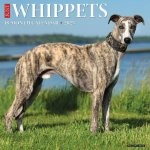 Whippets 2026 12 X 12 Wall Calendar