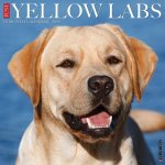 Yellow Labs 2026 12 X 12 Wall Calendar