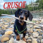 Crusoe the Celebrity Dachshund 2026 7 X 7 Mini Wall Calendar