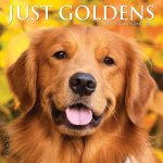 Just Goldens 2026 7 X 7 Mini Wall Calendar