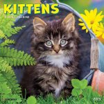 Kittens 2026 7 X 7 Mini Wall Calendar