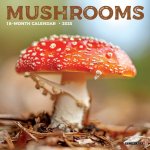Mushrooms 2026 7 X 7 Mini Wall Calendar